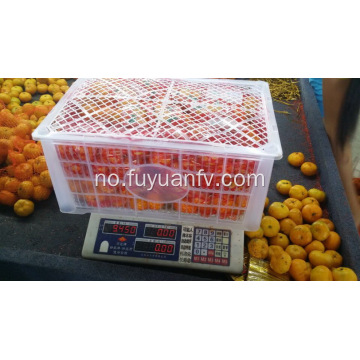 Famous Nanfeng baby mandarin